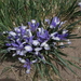 Iris lactea biglumis - Photo (c) Oleg Kosterin,  זכויות יוצרים חלקיות (CC BY), הועלה על ידי Oleg Kosterin