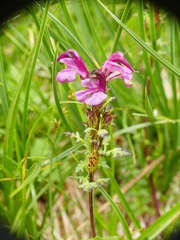 Pedicularis kerneri