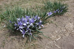 Iris lactea biglumis