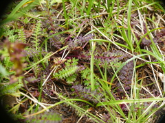 Pedicularis kerneri