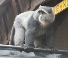 Cercopithecus mitis manyaraensis