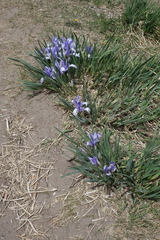 Iris lactea biglumis