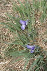 Iris lactea biglumis