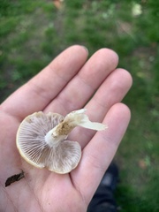 Stropharia