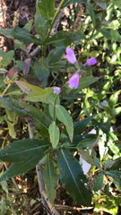 Physostegia virginiana