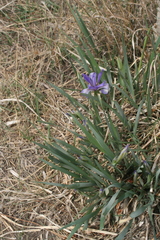 Iris lactea biglumis