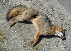 Urocyon cinereoargenteus cinereoargenteus