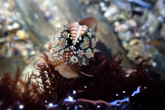 Pusula solandri