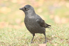 Corvus monedula