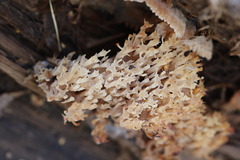 Artomyces