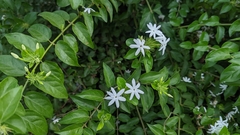 Jasminum multiflorum