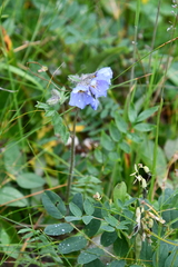 Polemonium boreale