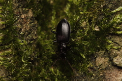 Limodromus
