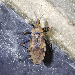 Panstrongylus geniculatus