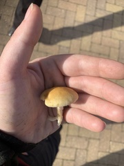 Stropharia