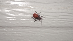 Jadera haematoloma