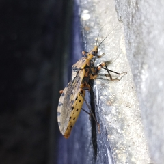 Panstrongylus geniculatus