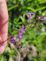 Lobelia urens