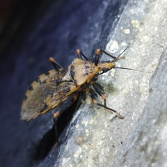 Panstrongylus geniculatus