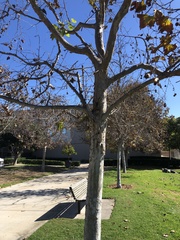 Platanus × hispanica