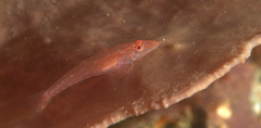 Phyllogobius platycephalops