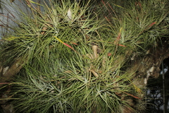 Tillandsia schiedeana