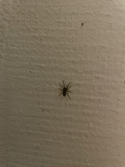 Gnaphosidae