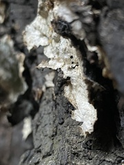 Kretzschmaria deusta