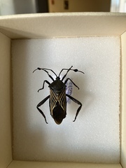 Pachylis neocalifornicus