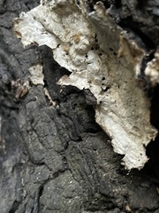 Kretzschmaria deusta