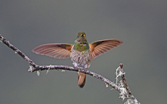 Boissonneaua flavescens