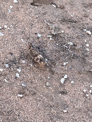 Oedipodinae