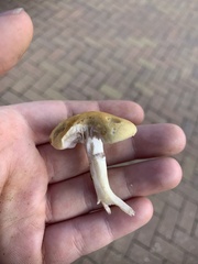 Stropharia