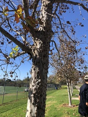 Platanus × hispanica