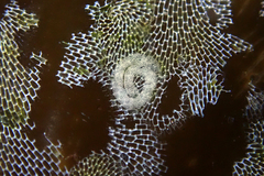 Corambe pacifica