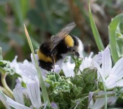 Bombus terrestris