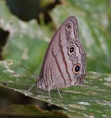 Megeuptychia antonoe