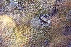 Corambe pacifica