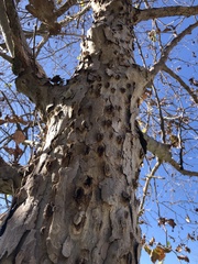 Platanus × hispanica