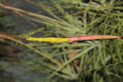 Tillandsia schiedeana