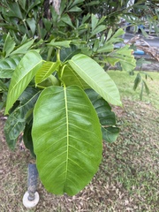 Ficus citrifolia