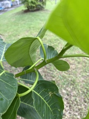 Ficus citrifolia