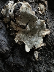 Kretzschmaria deusta