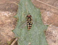 Eupeodes corollae