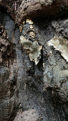 Kretzschmaria deusta