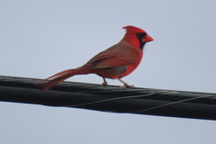 Cardinalis cardinalis