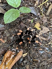 Megaphobema mesomelas