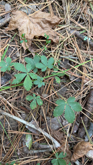 Potentilla canadensis