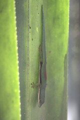 Phelsuma lineata