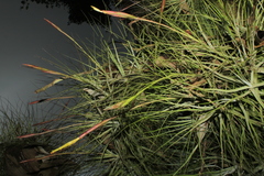 Tillandsia schiedeana